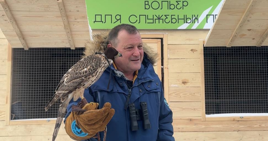Ястреб Трифон на страже полигона ТКО «Восточный»